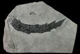 Devonian Lobed-Fin Fish (Osteolepis) - Scotland #156288-1